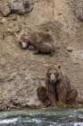 Alaskan brown bear along Alagnak River, Alaska. Art Print
